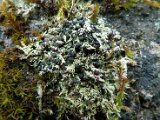 Bilimbia sabuletorum-4.jpg